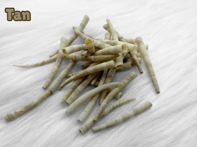 Pile of tan dyed smooth dentalium shells, about 1.5 to 2 inches long, on white faux fur