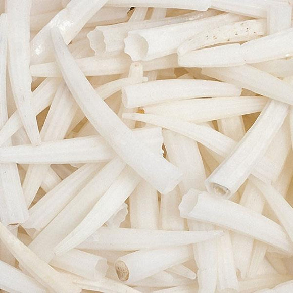 Ridged Dentalium Shells