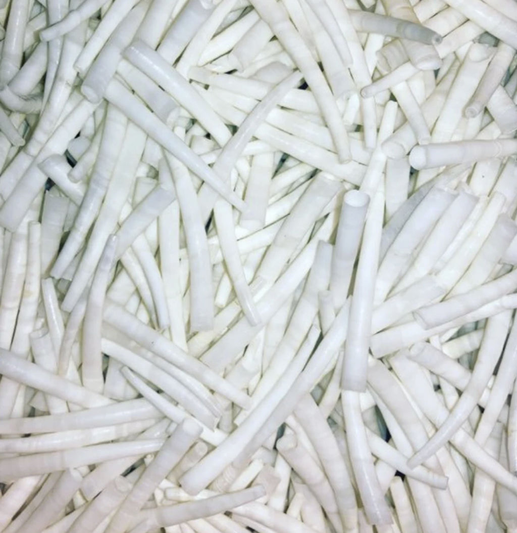 Close-up of a pile of smooth white dentalium shells in mixed lengths