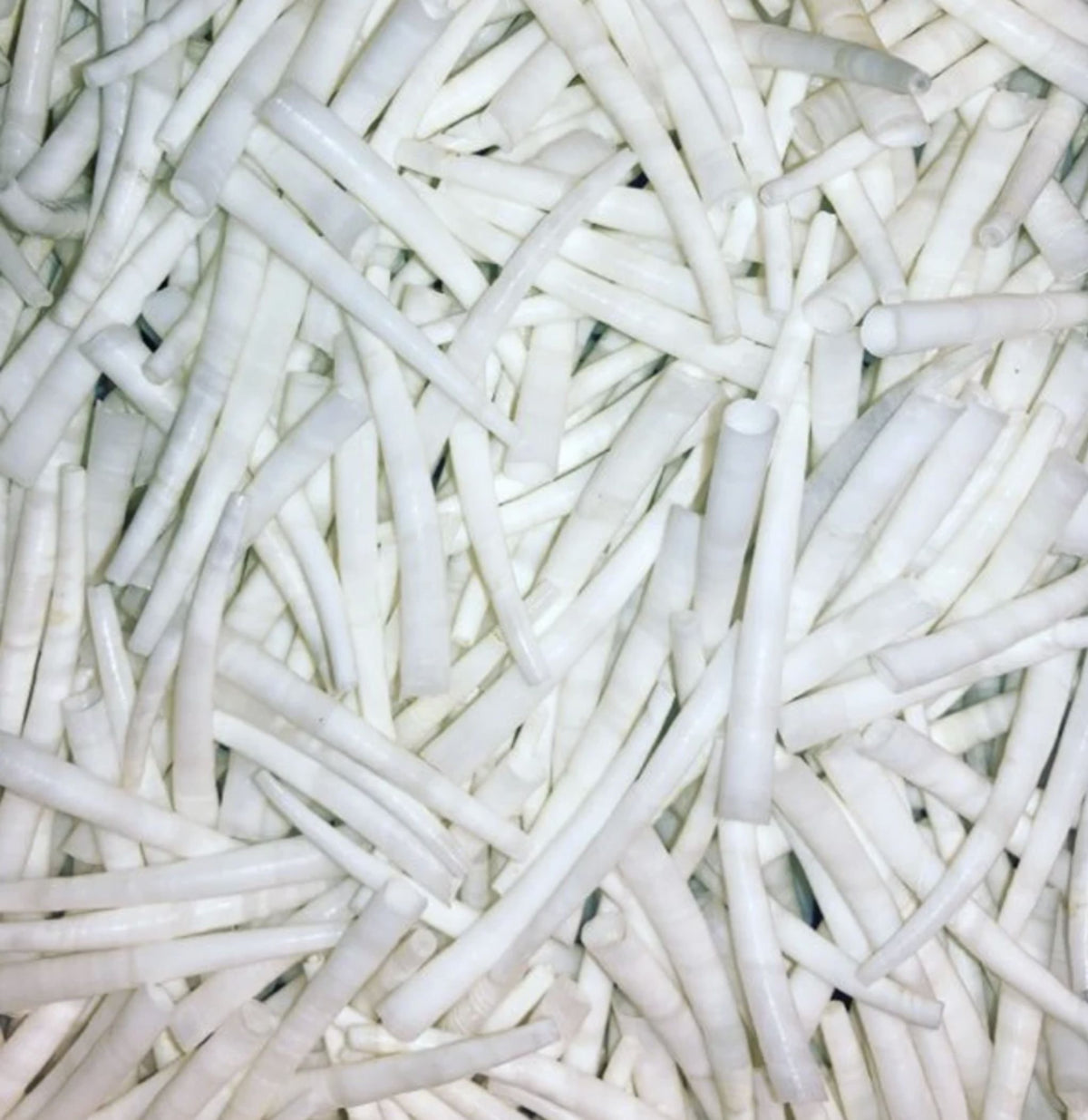Close-up of a pile of smooth white dentalium shells in mixed lengths
