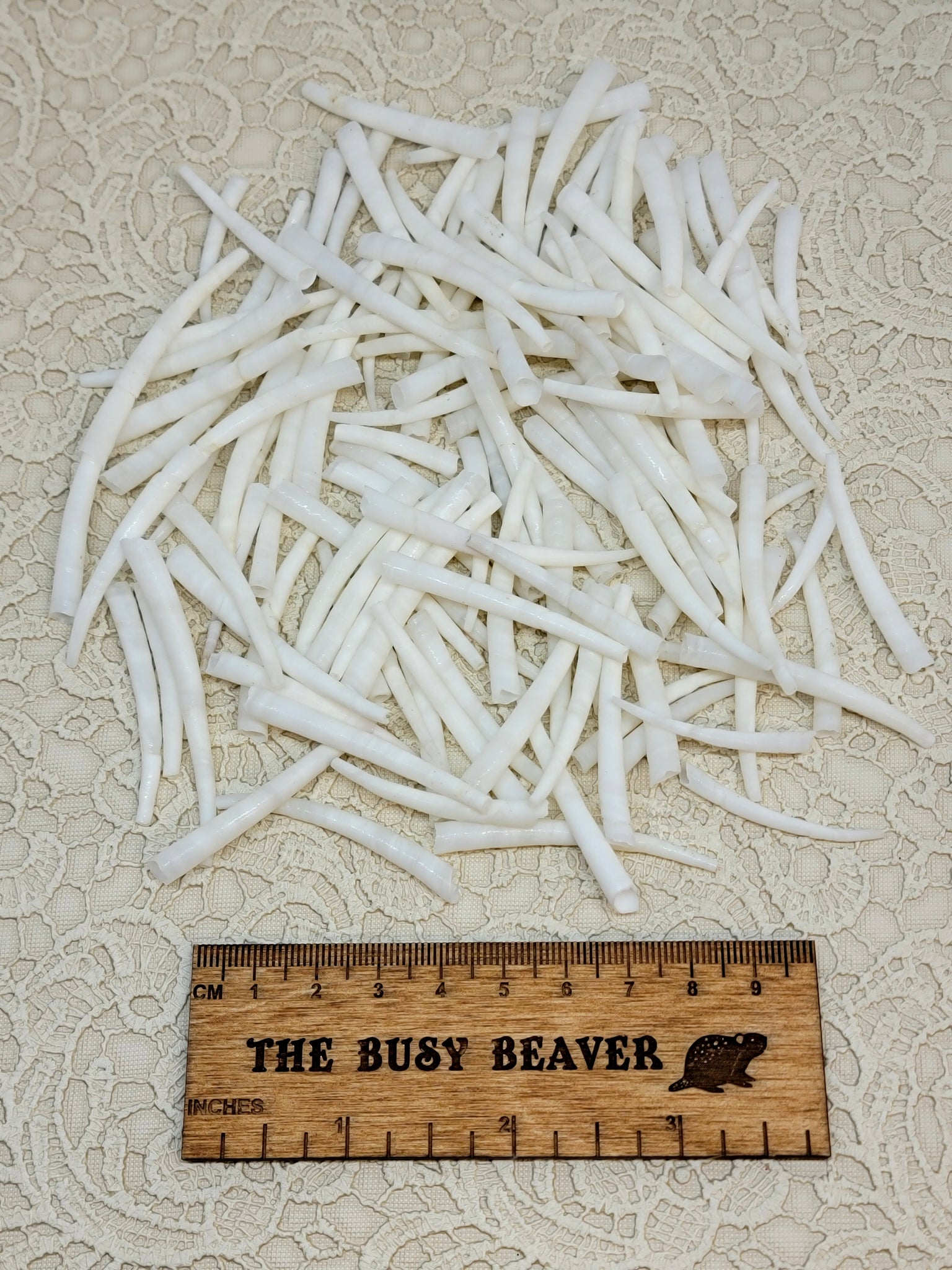 Shells Beaver Smooth Dentalium Shells – The Busy Beaver