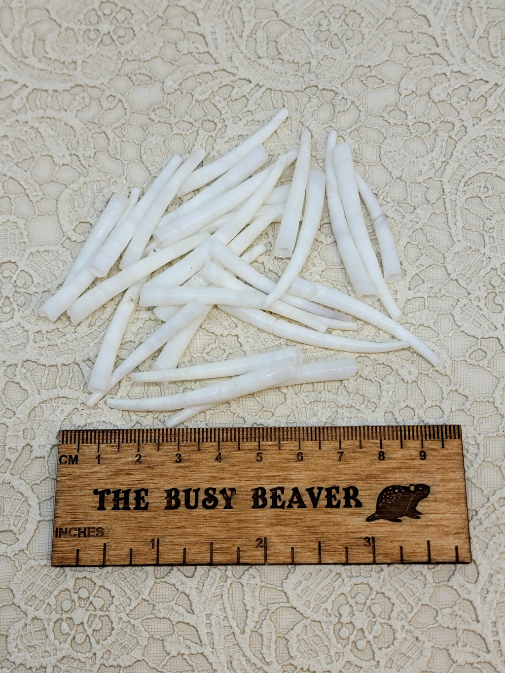 25g of smooth white dentalium shells spread out beside a ruler for scale