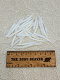 25g of smooth white dentalium shells spread out beside a ruler for scale
