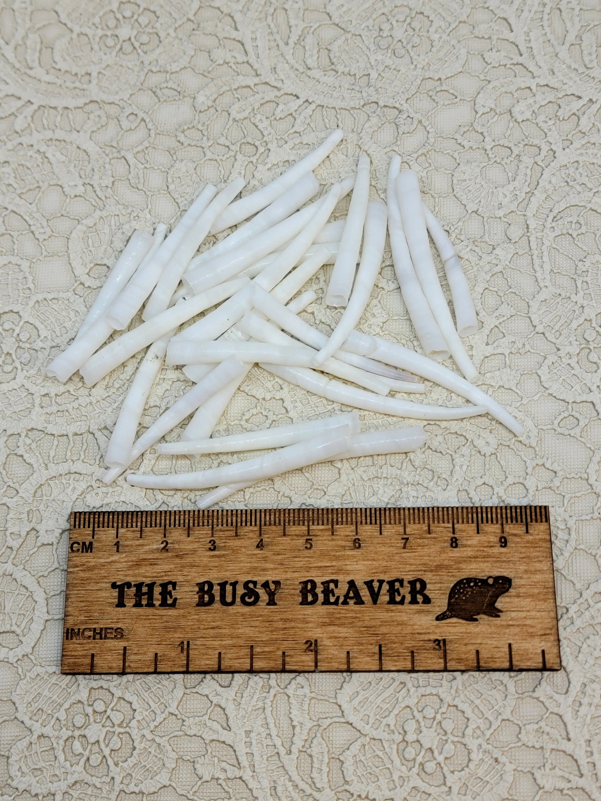 25g of smooth white dentalium shells spread out beside a ruler for scale