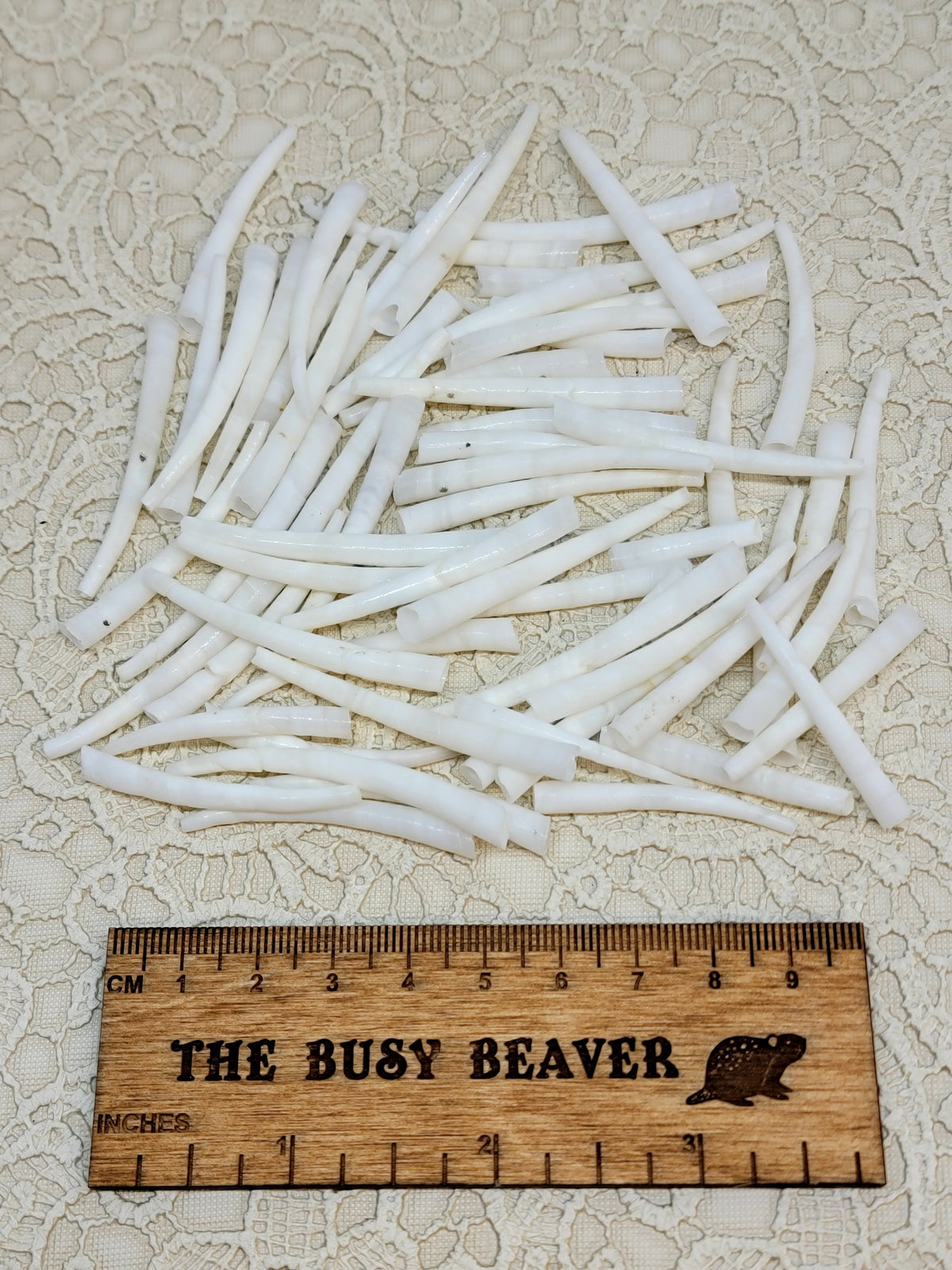 50g of smooth white dentalium shells spread out beside a ruler for scale